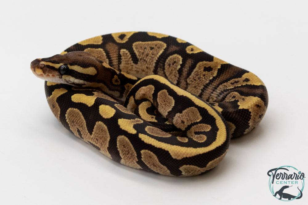 Python royal - Python regius Fire possible DH Ultra Piebald