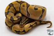 Python royal - Python regius Enchi Hypo 