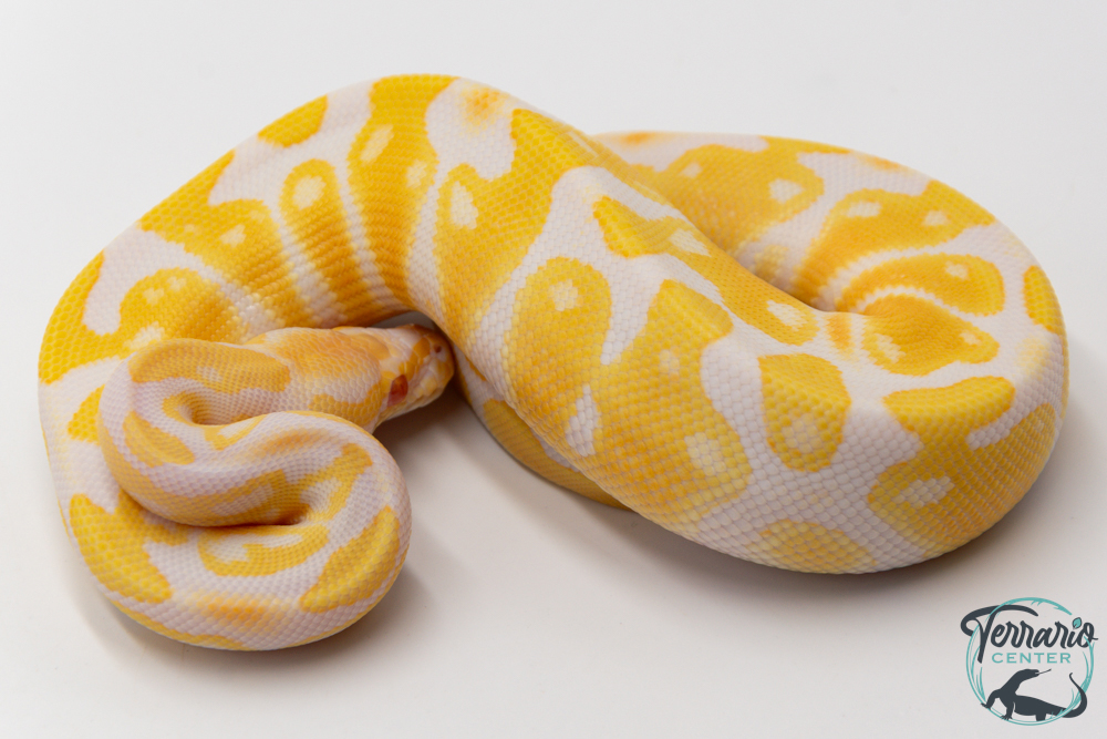 Python royal - Python regius Albinos
