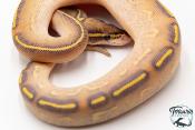 Python royal - Python regius Highway