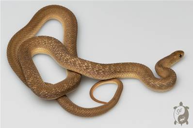 Dasypeltis gansi