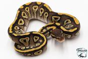 Python royal - Python regius Phantom