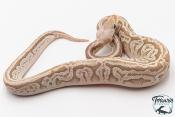 Python royal - Python regius Bamboo Enchi Pewter