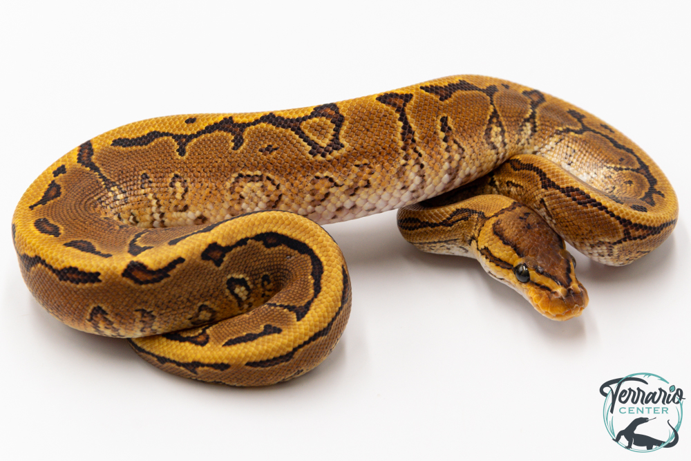 Python royal - Python regius Pinstripe Yellow Belly