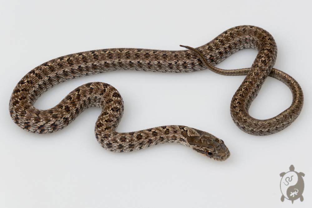 Elaphe Dione Vladivostok - Serpent ratier des steppes - NC 2026