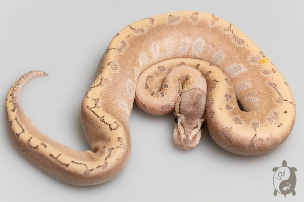 Python royal - Python regius Bamboo GHI Enchi Pinstripe