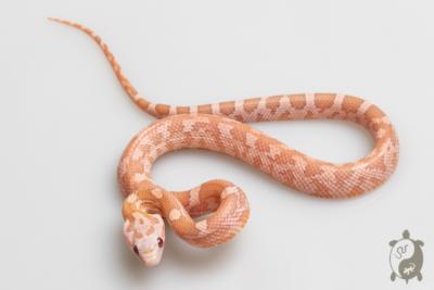 Serpent des blés - Pantherophis guttatus Hypo Lavender Mozaic