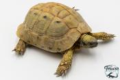 Tortue d'Hermann - Testudo hermanni boettgeri Yellow 18-20cm