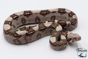 Boa constricteur - Boa imperator VPI