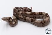 Boa constricteur - Boa imperator VPI Jungle