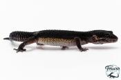 Gecko Léopard - Eublepharis Macularius - Black Night - Femelle &#9792; F1