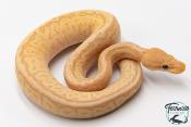 Python royal - Python regius Banana Pinstripe Mojave