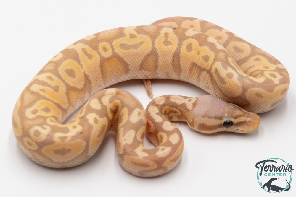 Python royal - Python regius Banana Pastel