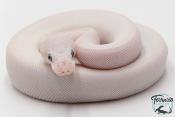Python Royal - Python regius Leucistic
