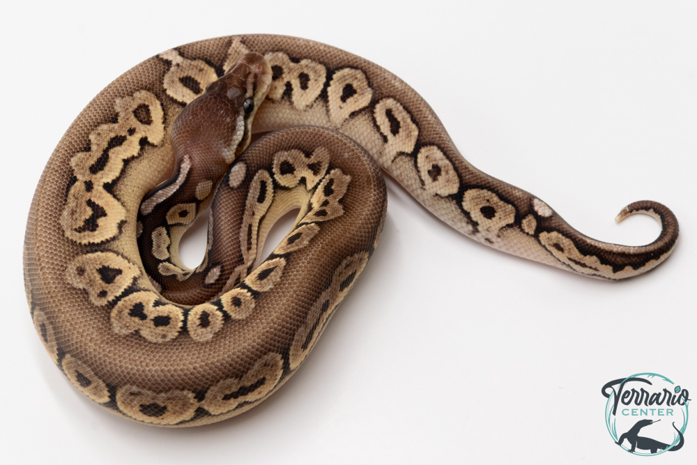 Python Royal - Python regius Pewter