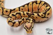 Python royal - Python regius Woma Pastel Yellow Belly
