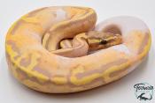 Python royal - Python regius Banana Pastel Piebald