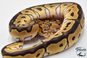 Python royal - Python regius Clown
