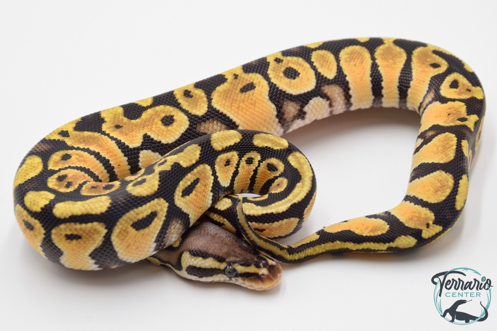 Python royal - Python regius Pastel