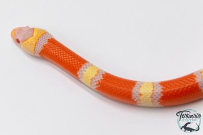Lampropeltis triangulum hondurensis -  Faux-corail du Honduras - Albinos