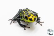 Ranitomeya imitator "Tarapoto" - Dendrobate imitateur