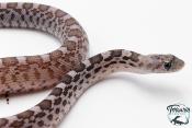 Pituophis catenifer sayi - Serpent taureau - Axanthic