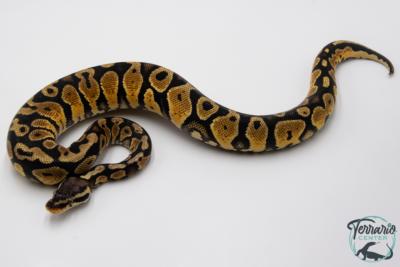 Python royal - Python regius Pastel Yellow Belly