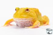 Ceratophrys cranwelli - Grenouille cornue de Cranwell Pikachu
