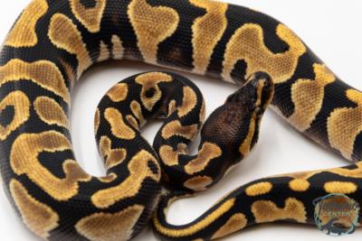 Python royal - Python regius Enchi
