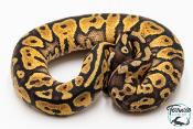 Python royal - Python regius Pastel Yellow Belly