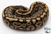 Python royal - Python regius Mojave