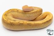 Python royal - Python regius Champagne Fire