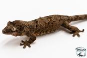 Mniarogekko chahoua - Gecko mousse - Grande Terre - NC 2025 - Mâle 06
