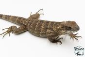 Ctenosaura pectinata - Iguane à queue épineuse de l'Ouest - Piebald