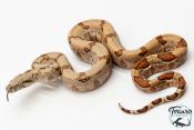 Boa constricteur - Boa imperator Amber
