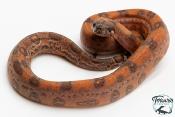 Boa constricteur - Boa imperator Leopard Mandarine Belly 