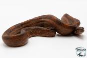 Boa constricteur - Boa imperator Leopard Mandarine Belly 