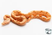 Boa constricteur - Boa imperator Arabesque Albinos Kahl Jungle