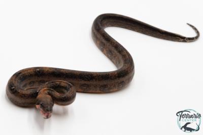 Boa constricteur - Boa imperator Leopard Mandarine Belly 