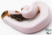 Python Royal - Python regius Piebald