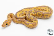 Python royal - Python regius Clown Fire Hypo