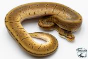 Python royal - Python regius Leopard Pinstripe