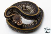 Python royal - Python regius Stranger het Clown