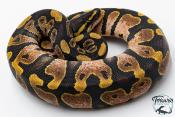 Python royal - Python regius Sugar