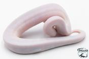 Python royal - Python regius Super Fire