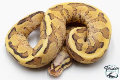 Python royal - Python Regius Vanilla Cream
