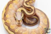 Python royal - Python regius Super Vanilla Lesser