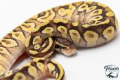 Python royal - Python Regius Pastave Yellow Belly