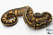 Python royal - Python regius Stranger Pastel het Hypo