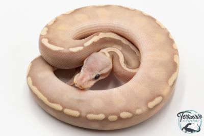 Python royal - Python regius Banana Mojave GHI Pastel